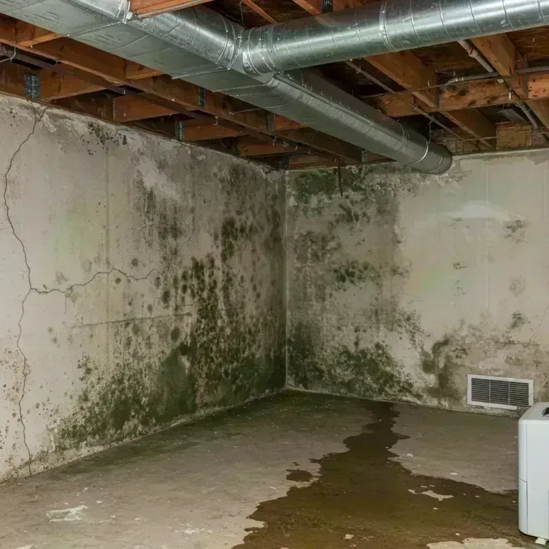 Professional Mold Removal in Chantilly, VA